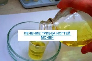 У собаки ушной грибок лечение